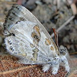 Lachnocnema laches